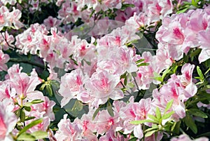 Blooming Azalea