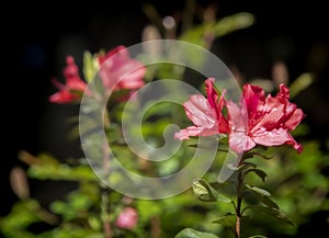 Blooming Azalea Bush, Soft Background
