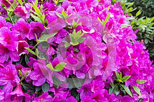 Blooming azalea on the grounds of the Sanctuary of the Sacred Heart on the Monte de Luzia, Mount of Saint Lucy