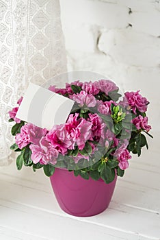 Blooming azalea in pink flowerpot blank card free place for text