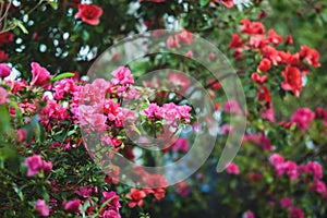 Blooming Azalea plants and Rhododendron trees in winter garden photo