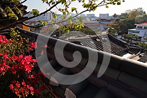 Blooming azalea in Seoul