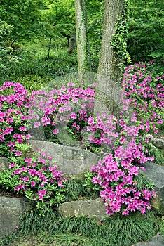 Blooming Azalea at traditional Chinese garden