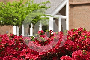 Blooming Azaleas!