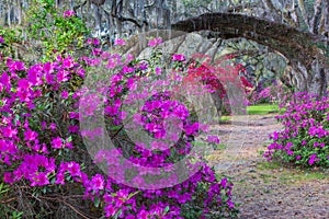 Blooming Azaleas, Live Oak Trees and Hanging Moss