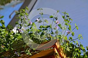 Blooming Bacopa in an orange wooden box against the blue sky outside the window. Landscaping of the balcony