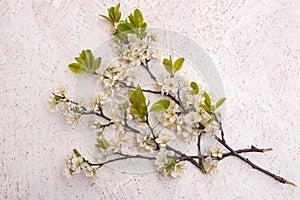 Blooming banches on white marble background