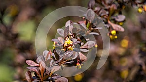 Blooming of barberry. Beautiful yellow small flowers of Berberis thunbergii Atropurpurea on branches with purple leaves