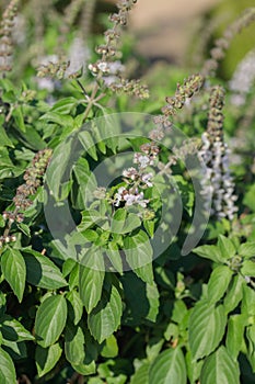 Blooming basil plant (Genus Ocimum). Space for your text.