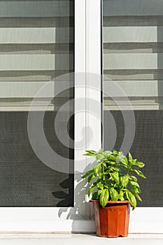 A blooming basil plant pot on a window