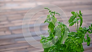 Blooming basil in a pot