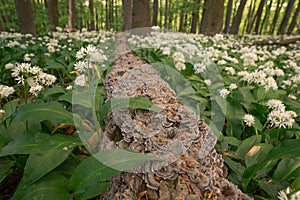 Bear garlic in the forest