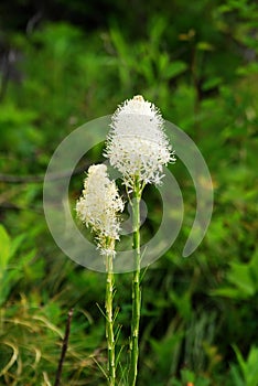 Blooming bear grass flowers