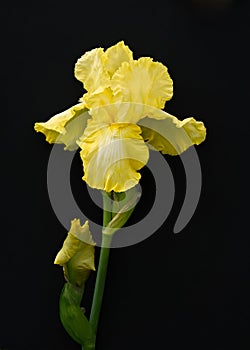 Blooming Bearded Iris on black background.