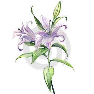 Blooming beautiful blue or purple lily flower isolated, watercolor illustration