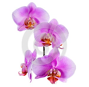 Blooming beautiful branch of lilac orchid is isolated on white