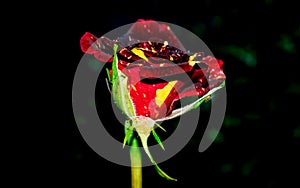 a blooming beautiful bud of an unusual burgundy rose with yellow specks, on a night background