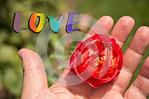 Blooming beautiful colorful rose bud in hand with LOVE wording