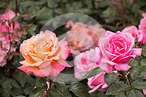 Blooming beautiful colorful roses in the garden