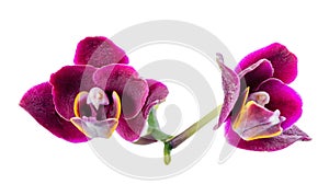 blooming beautiful dark in shades of purple orchid, phalaenopsis is isolated on white background, close up