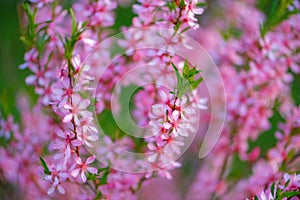 Blooming beautiful delicate flower pink Prunus triloba with green nature. Springtime concept. Selective soft focus