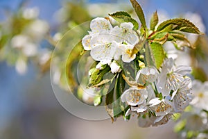Blooming beautiful inflorescences of sweet cherry in spring