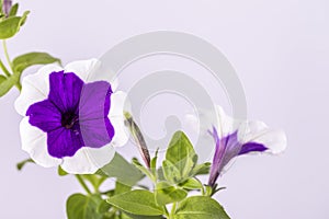 Blooming beautiful petunia flower on a white background close-up