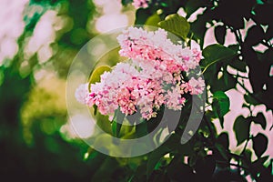 The blooming of beautiful pink lilac flowers on the branches of a bush with green leaves on a spring day. The arrival of spring,