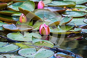 Blooming beautiful pink water lilies in the water of the old pond