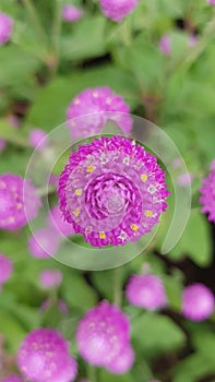 Blooming beautiful purple amaranth flower