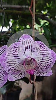 the blooming of beautiful purple orchids amazes the eye