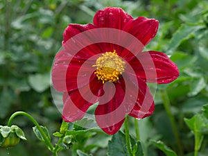 Blooming beautiful red dahlia flower on a summer background