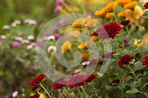 Blooming beautiful red, pink and orange chrysanthemums in the garden, autumn flowers, background. A lot of chrysanthemum flowers