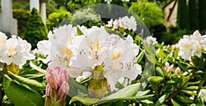 Blooming beautiful Rhododendron flower White Cunningham in the spring garden