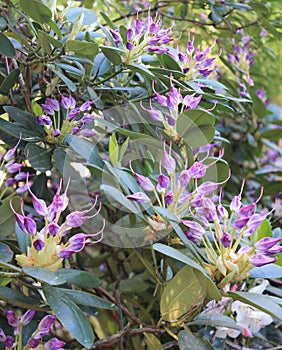 Blooming beautiful rhododendrons in a botanical garden in summer. Panorama