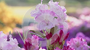 Blooming beautiful salmon pink rhododendrons