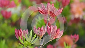 Blooming beautiful salmon pink rhododendrons