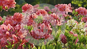 Blooming beautiful salmon pink rhododendrons