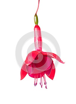 Blooming beautiful single flower of red fuchsia is isolated on w