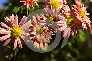 Blooming beautiful soft pink chrysanthemums in the garden, autumn flowers, background