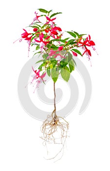 Blooming beautiful stam tree of red and white fuchsia flower wit