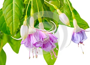 Blooming beautiful twig of purple and white fuchsia flower is is