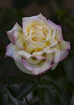 Blooming beautiful yellow-white-pink rose bud.