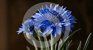 Blooming with beauty - A close-up of vibrant blue flowers