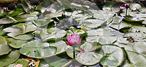 Blooming beauty of lotus flower in lotus pond.