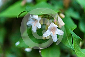 Blooming beautybush or Kolkwitzia amabilis
