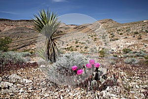 Blooming Beavertail Cactus, Nevada