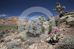 Blooming Beavertail Cactus in Red Rock Canyon, Nevada
