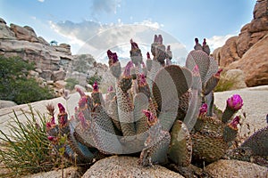 Blooming Beavertail red wild desert cacti