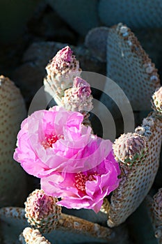 Blooming Beavertail red wild desert cactus